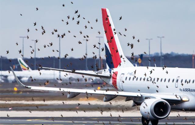 Аэропорт «Жуковский» создаст дополнительный контур защиты от птиц